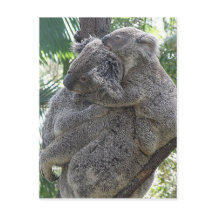 VykortKoalas QLD Australien