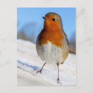 Vykortrobin som stås på snöjul helg vykort
