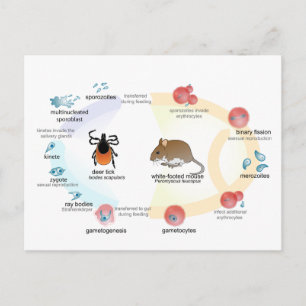 Vykortsdiagram Babesia-mikrotiscykeln Vykort