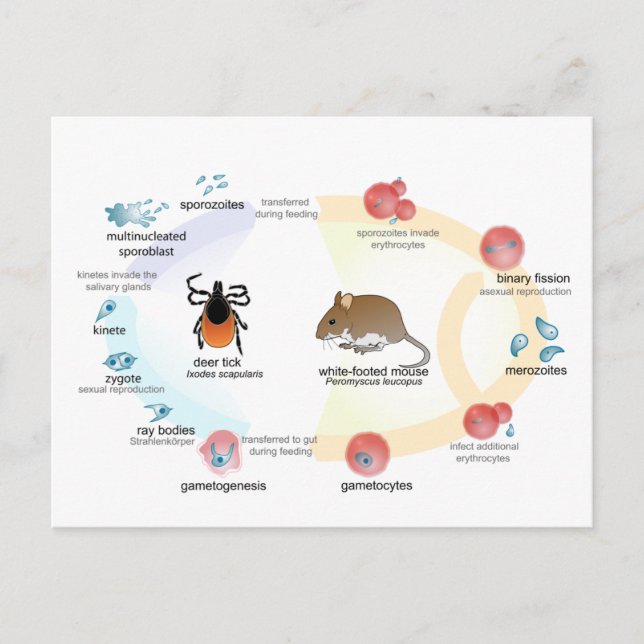 Vykortsdiagram Babesia-mikrotiscykeln Vykort (Framsida)