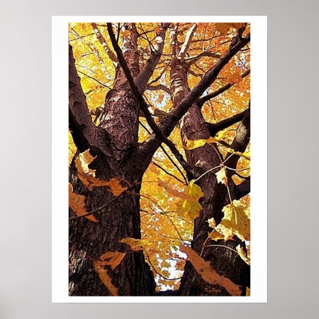 Vyn Träd Trunks Poster (Framsidan)