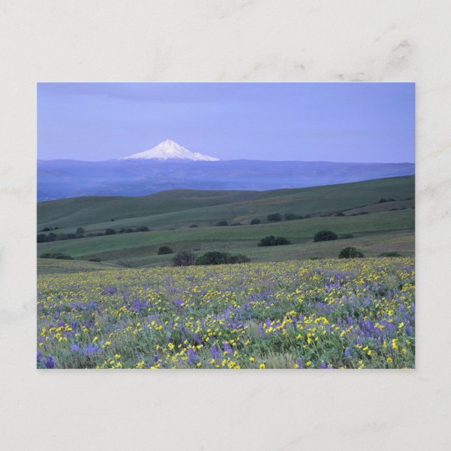 WA, Klickitat County, Dalles Mountain Ranch Vykort (Framsida)