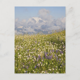 WA, Mt. Baker Wilderness, Mt. Shuksan och Vykort