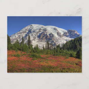 WA, Mt Rainier National Park, Paradise Valley Vykort
