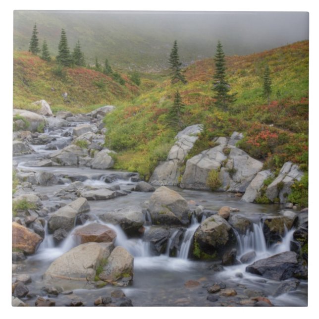 WA, Mt. Rainier nationalpark, Edith Creek Kakelplatta (Framsidan)