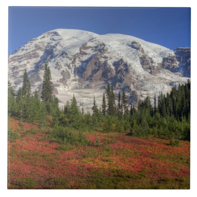 WA, Mt. Rainier nationalpark, Paradise Valley Kakelplatta (Framsidan)