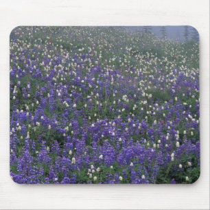 WA, Mt. Rainier NP, Lupin- och bistortaäng Musmatta