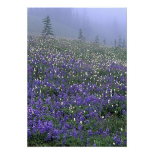 WA, Mt. Rainier NP, Lupin- och Bistortäng Fototryck