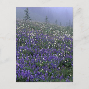 WA, Mt. Rainier NP, Lupin- och Bistortäng Vykort