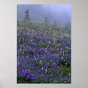 WA, Mt Rainier NP, Lupine och Bistort ängsmark Poster