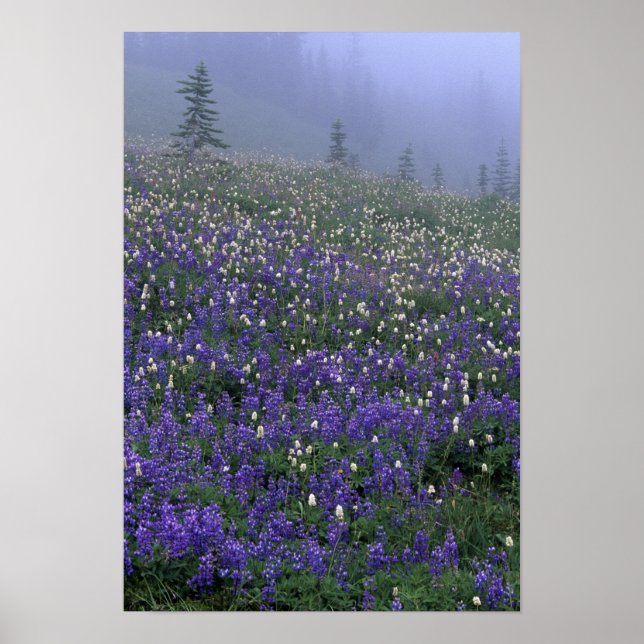 WA, Mt Rainier NP, Lupine och Bistort ängsmark Poster (Framsidan)