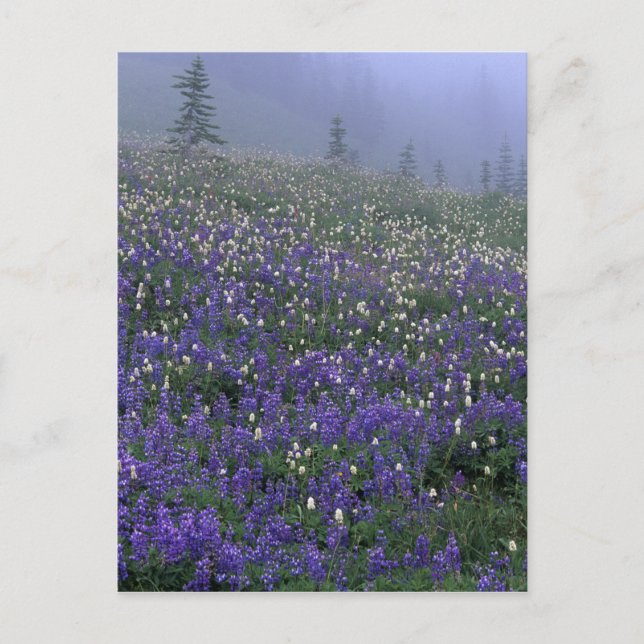 WA, Mt Rainier NP, Lupine och Bistort ängsmark Vykort (Framsida)