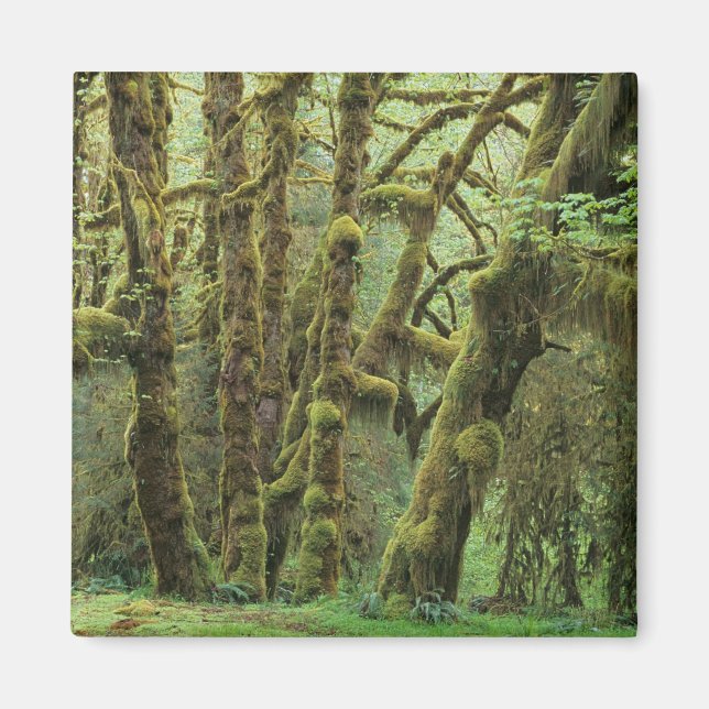 WA, Olympic NP, Hoh Rain Forest, Hall of Magnet (Framsidan)