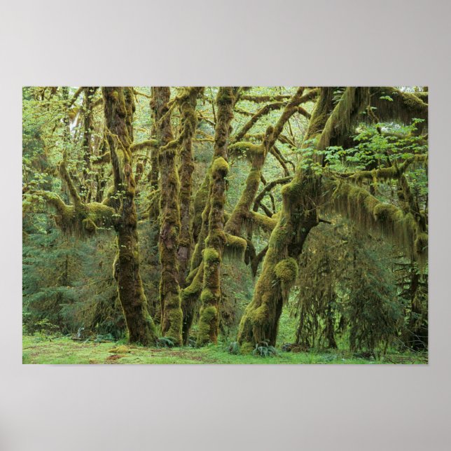 WA, Olympic NP, Hoh Rain Forest, Hall of Poster (Framsidan)