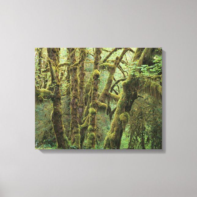 WA, Olympic NP, Hoh regnskog, Hall of Canvastryck (Framsida)