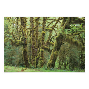 WA, Olympic NP, Hoh regnskog, Hall of Fototryck