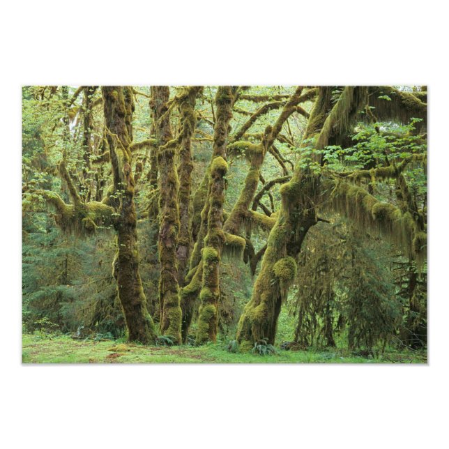 WA, Olympic NP, Hoh regnskog, Hall of Fototryck (Framsidan)