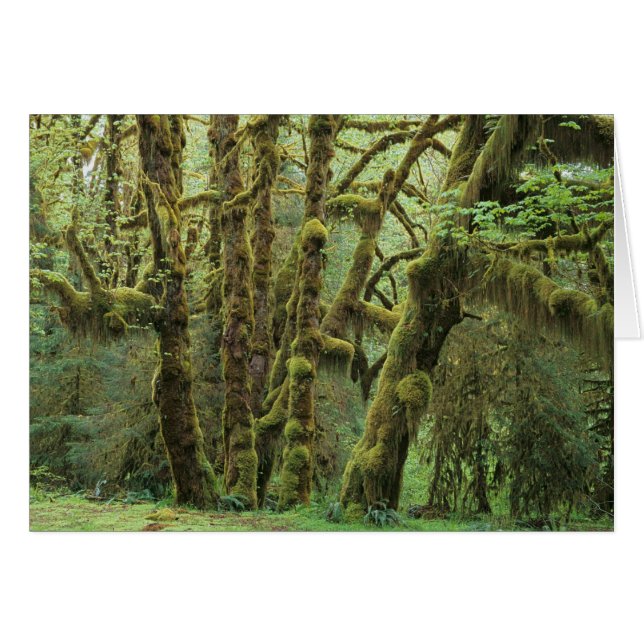 WA, Olympic NP, Hoh regnskog, Hall of Hälsningskort (Framsidan Horizontal)