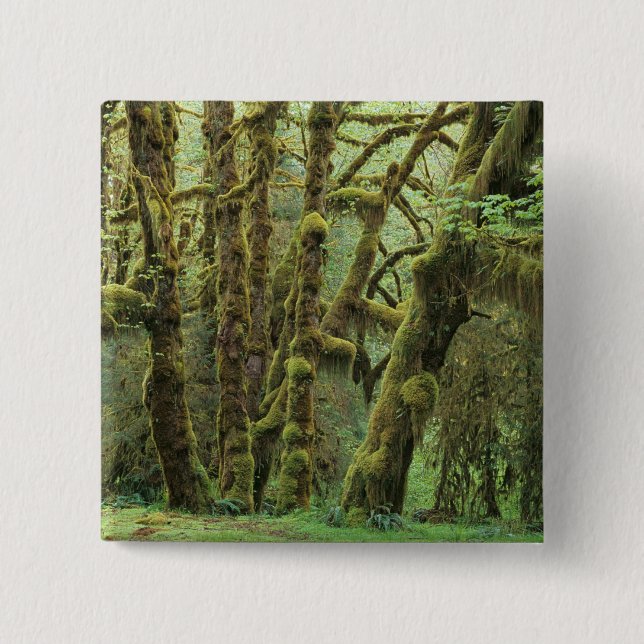 WA, Olympic NP, Hoh regnskog, Hall of Knapp (Framsida)