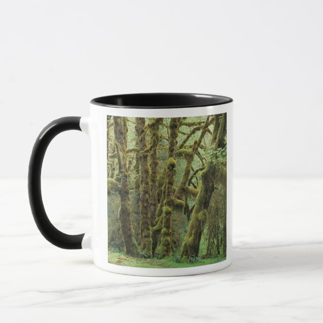 WA, Olympic NP, Hoh regnskog, Hall of Mugg (Vänster)