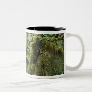 WA, Olympic NP, Hoh regnskog, Hall of Två-Tonad Mugg
