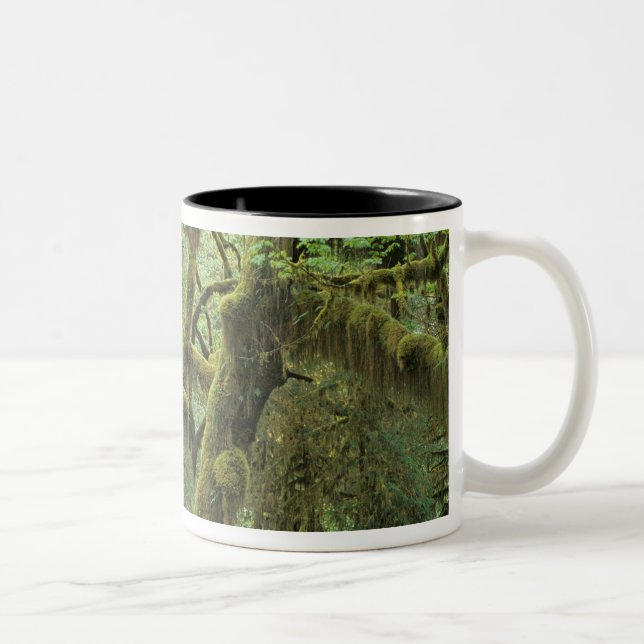 WA, Olympic NP, Hoh regnskog, Hall of Två-Tonad Mugg (Höger)