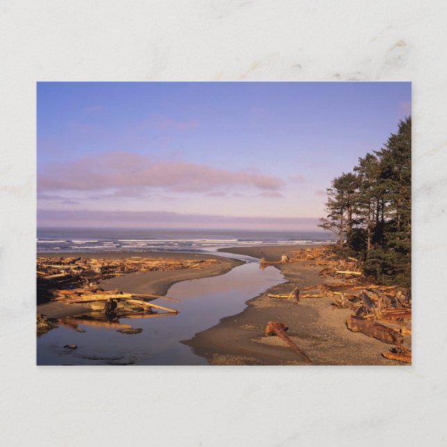 WA, Olympic NP, Kalaloch Beach och Kalaloch Vykort (Framsida)