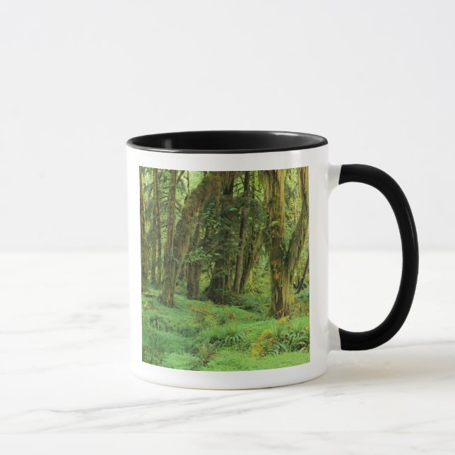 WA, Olympic NP, Quinault regnskog, mossa Mugg (Höger)