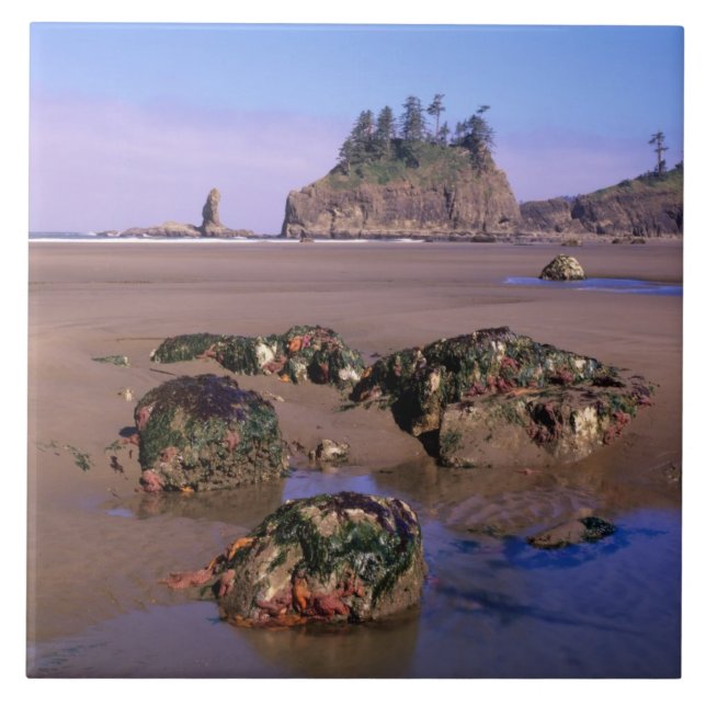 WA, Olympic NP, Second Beach with tidepools och Kakelplatta (Framsidan)
