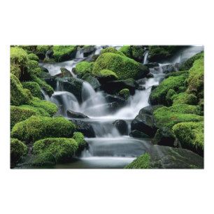 WA, Olympic NP, Sol Duc Valley, bäck med Fototryck