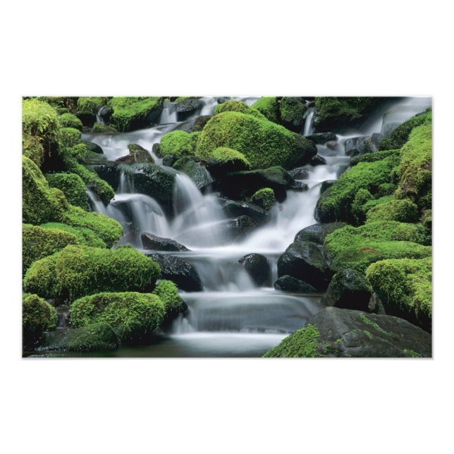 WA, Olympic NP, Sol Duc Valley, bäck med Fototryck (Framsidan)