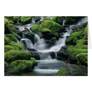 WA, Olympic NP, Sol Duc Valley, bäck med Hälsningskort