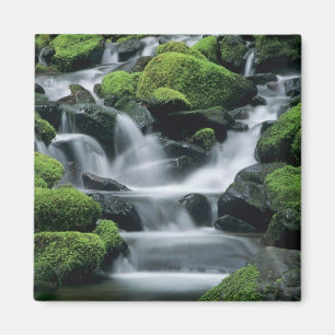 WA, Olympic NP, Sol Duc Valley, bäck med Magnet