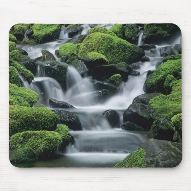 WA, Olympic NP, Sol Duc Valley, bäck med Musmatta (Framsidan)