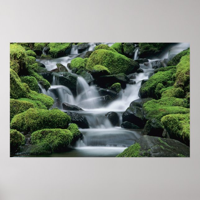 WA, Olympic NP, Sol Duc Valley, bäck med Poster (Framsidan)