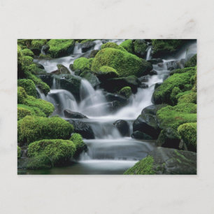 WA, Olympic NP, Sol Duc Valley, bäck med Vykort