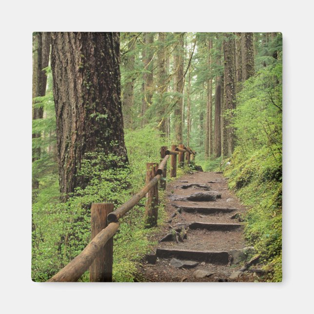 WA, Olympic NP, Sol Duc Valley, regnskog Magnet (Framsidan)
