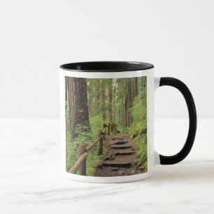 WA, Olympic NP, Sol Duc Valley, regnskog Mugg