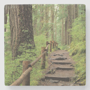 WA, Olympic NP, Sol Duc Valley, regnskog Underlägg Sten