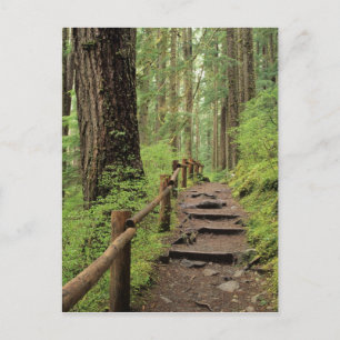 WA, Olympic NP, Sol Duc Valley, regnskog Vykort