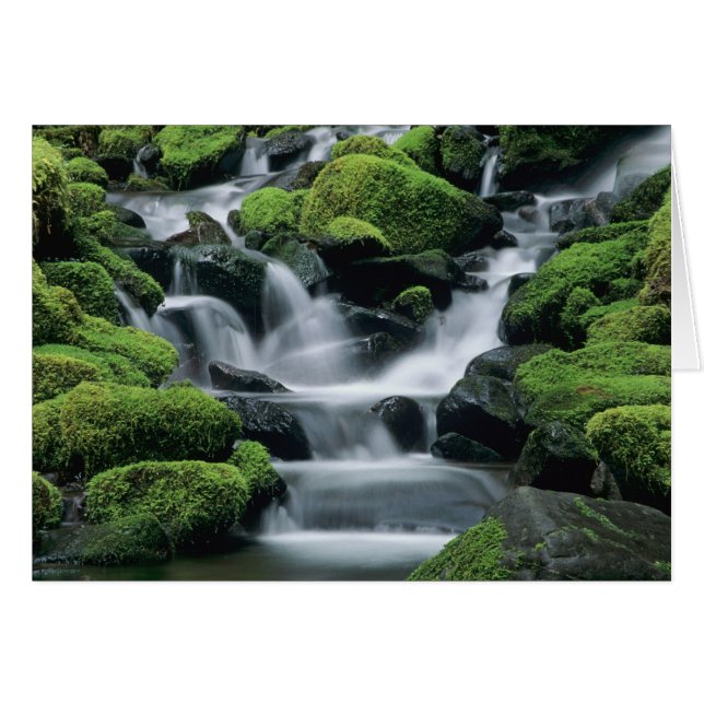 WA, Olympic NP, Sol Duc Valley, stream with Hälsningskort (Framsidan Horizontal)
