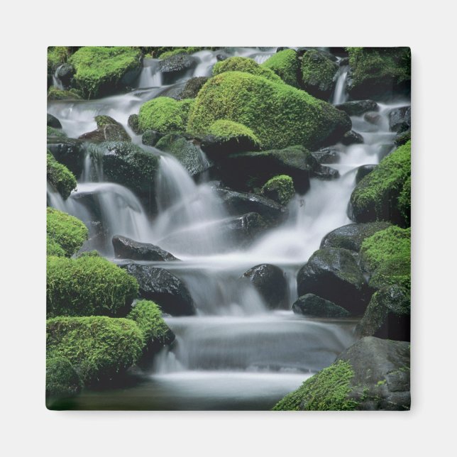 WA, Olympic NP, Sol Duc Valley, stream with Magnet (Framsidan)