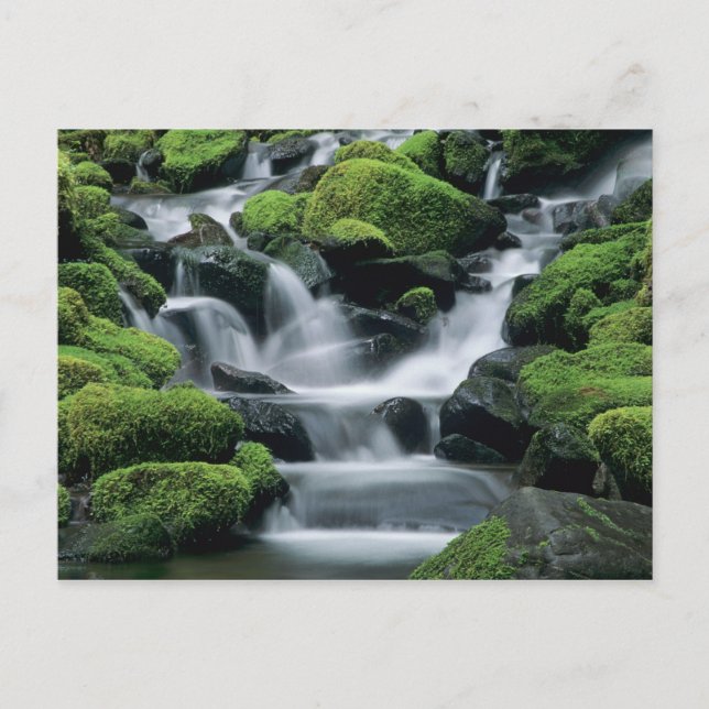WA, Olympic NP, Sol Duc Valley, stream with Vykort (Framsida)