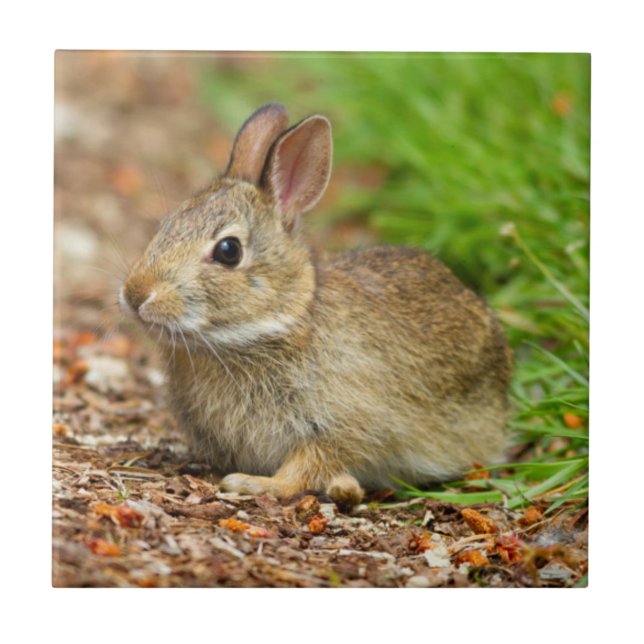 WA, Redmond, Östra Cottontail baby kanin Kakelplatta (Framsidan)
