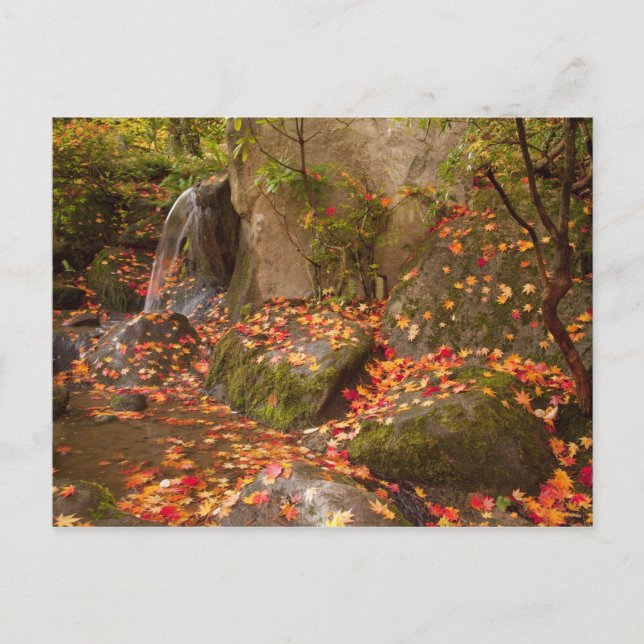 WA, Seattle, Washington Park Arboretum, japanska Vykort (Framsida)