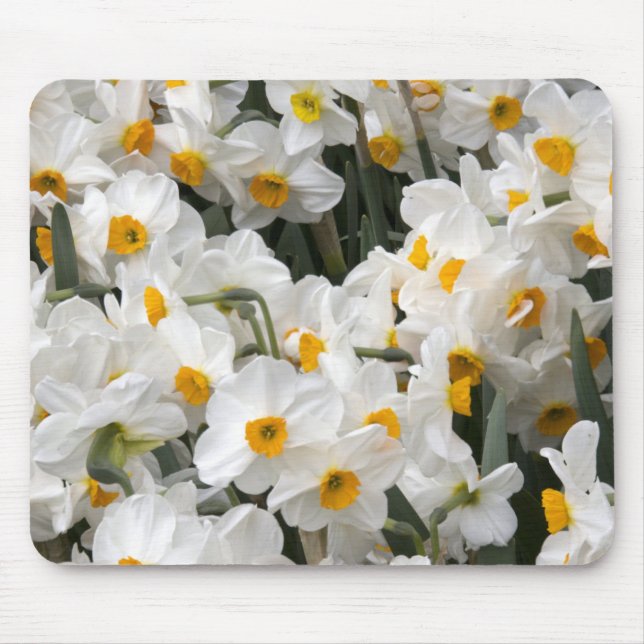 WA, Skagit Valley, Narcissmönster Musmatta (Framsidan)