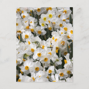 WA, Skagit Valley, Narcissmönster Vykort