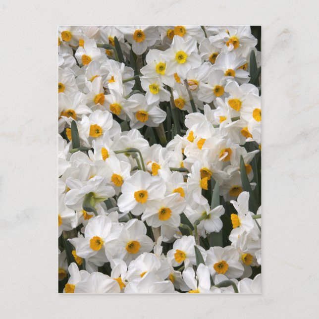WA, Skagit Valley, Narcissmönster Vykort (Framsida)