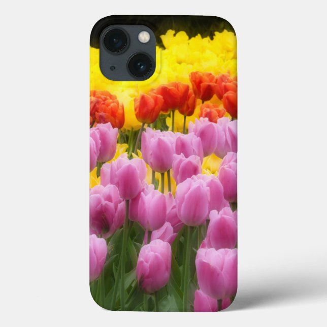 WA, Skagit Valley, Roozengaarde Tulip Garden, 2 (Baksida)