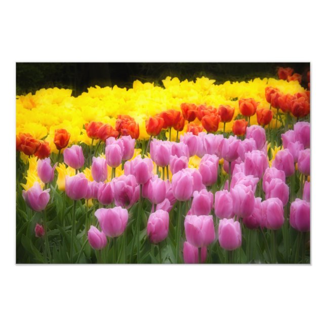 WA, Skagit Valley, Roozengaarde Tulip Garden, 2 Fototryck (Framsidan)